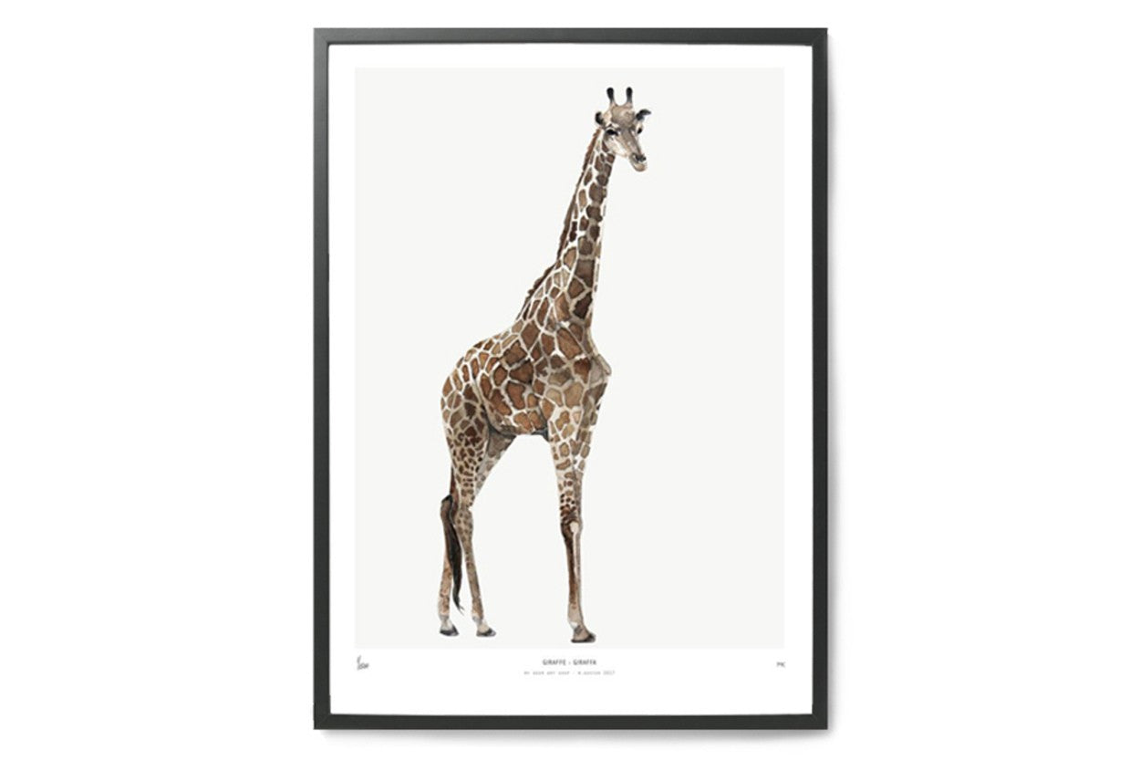 在庫限り】ポスター/アートプリント 50×70cm INTO THE WILD / Giraffe 